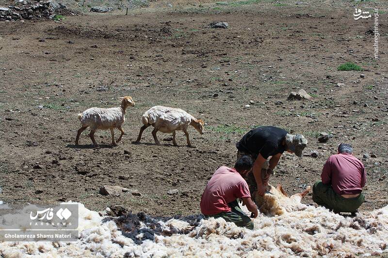 عکس / پشمچینی سنتی گوسفندان در مناطق کوهستانی چالوس 10