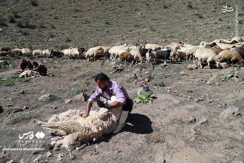 عکس / پشمچینی سنتی گوسفندان در مناطق کوهستانی چالوس 9