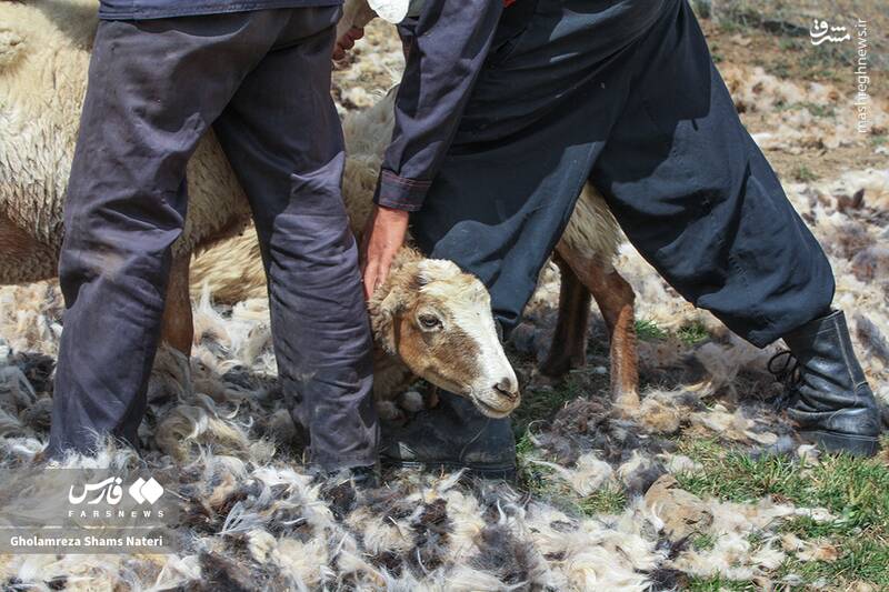 عکس / پشمچینی سنتی گوسفندان در مناطق کوهستانی چالوس 8