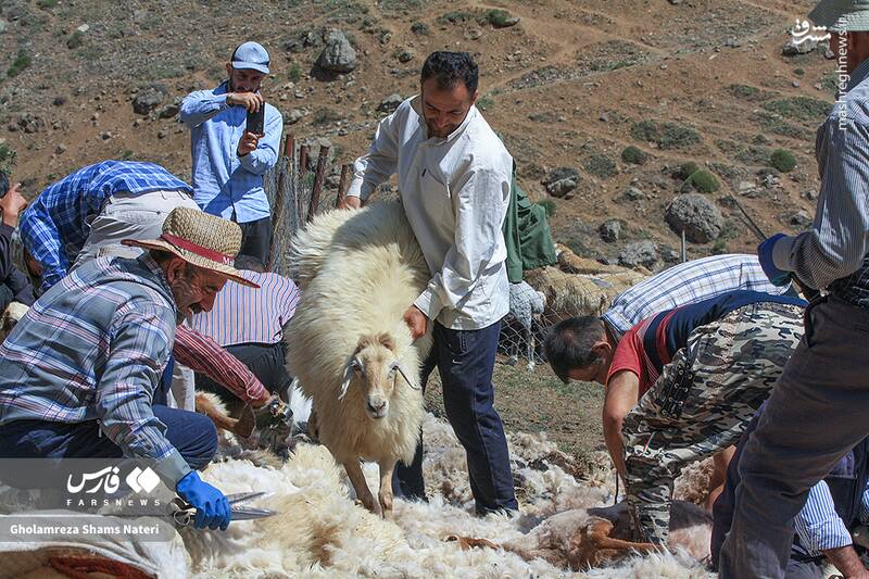 عکس / پشمچینی سنتی گوسفندان در مناطق کوهستانی چالوس 7