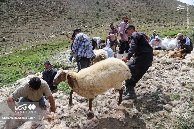 عکس / پشمچینی سنتی گوسفندان در مناطق کوهستانی چالوس 6