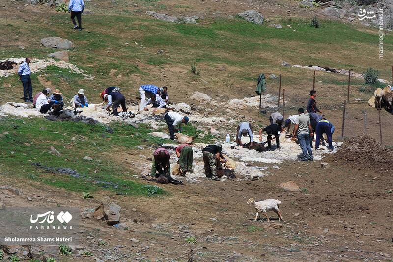عکس / پشمچینی سنتی گوسفندان در مناطق کوهستانی چالوس 5