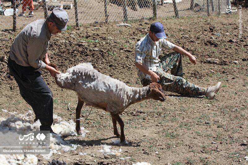 عکس / پشمچینی سنتی گوسفندان در مناطق کوهستانی چالوس 4