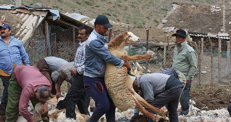 عکس / پشمچینی سنتی گوسفندان در مناطق کوهستانی چالوس 17