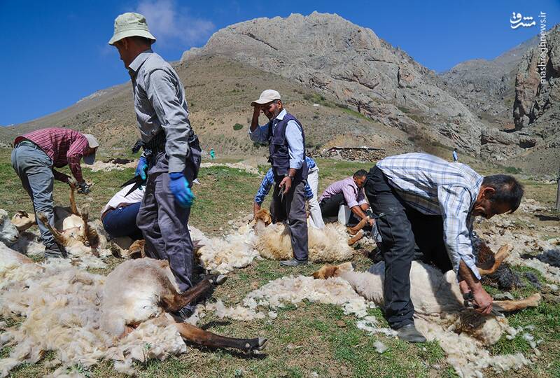 عکس / پشمچینی سنتی گوسفندان در مناطق کوهستانی چالوس 2