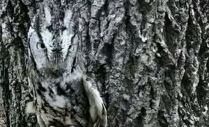 عکس/ استتار دیدنی جغد