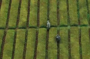 تصویری هوایی از مزرعه چای در گیلان