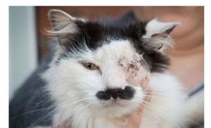 کتک زدن یک گربه در اسرائیل؛ چون شبیه هیتلره!