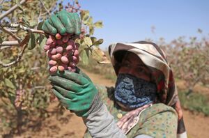 عکس/ برداشت و فرآوری پسته