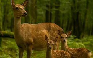 فیلم / گشتزنی شوکای مادر و فرزندانش در جنگلهای هیرکانی لنگرود