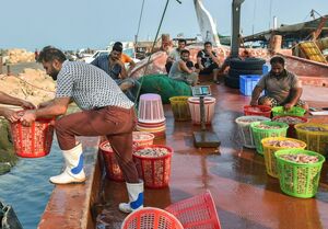 عکس/ فروش میگو روی لنج