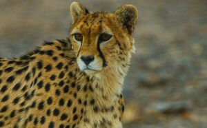 "توران" امید یوزپلنگ‌های ایران به روایت تصویر