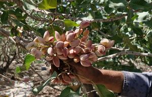 عکس/ برداشت پسته در دامغان