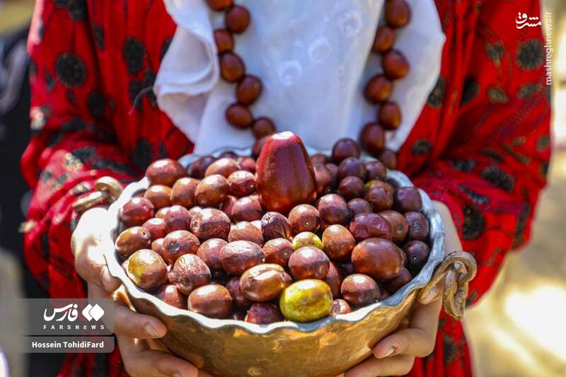 عکس / برداشت عناب در دل کویر 10