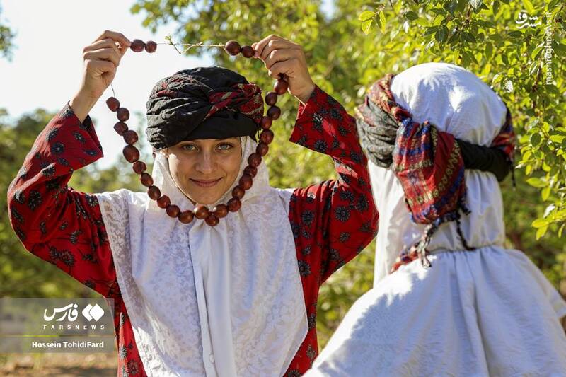 عکس / برداشت عناب در دل کویر 8