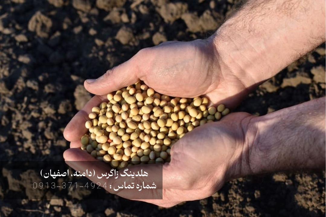 بذر مینیتیوبر سیبزمینی دامنه محصولی از هلدینگ زاگرس