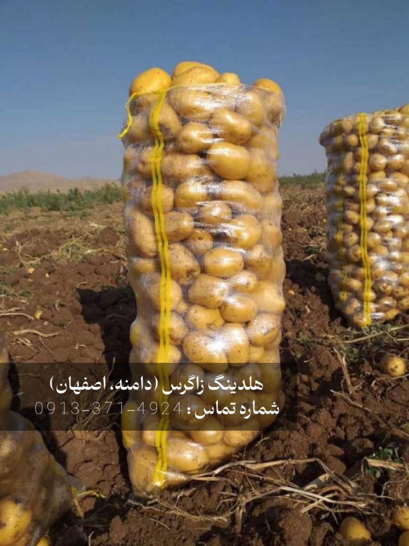 بذر مینی‌تیوبر سیب‌زمینی دامنه محصولی از هلدینگ زاگرس