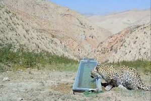 مشاهده یک پلنگ در ارتفاعات فیروزکوه + فیلم