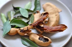 تمر هندی؛ میوهای ترش با فواید شگفتانگیز برای سلامت بدن