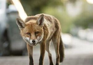 روباهها ساکنان جدید مرکز تهران؛ حضور پرسشبرانگیز حیوانات وحشی در پایتخت