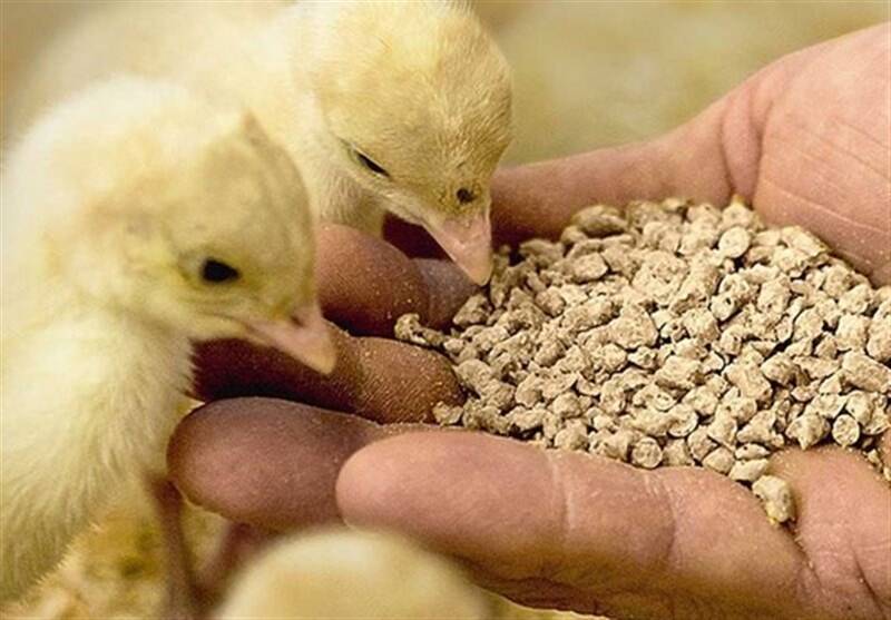 خوراك،دام،طيور،تن،توليد،حوزه،افزايش،كشور