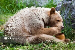 حمله خرسها به کندوهای عسل دماوند