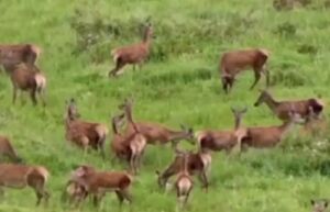 فیلم/ گله مرال در منطقه حفاظتشده البرز مرکزی (نوشهر) گله مرال در منطقه حفاظتشده البرز مرکزی (نوشهر)