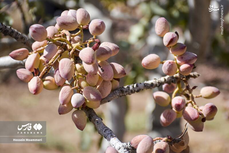 عکس / برداشت پسته در خراسان‌شمالی 2