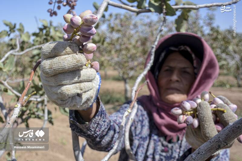 عکس / برداشت پسته در خراسان‌شمالی 4