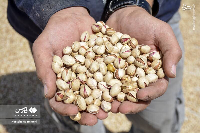 عکس / برداشت پسته در خراسان‌شمالی 15