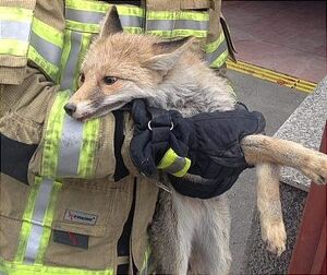 افزایش حضور روباهها در قلب تهران و خطر بیماریهای مشترک