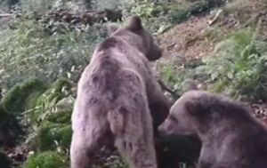 فیلم/ گشت‌وگذار خرس مادر و توله‌اش در رودبار