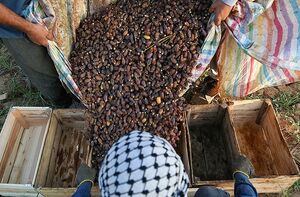 عکس/ برداشت خرما از نخلستان های غزاویه
