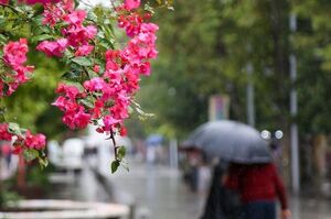 عکس / بدرقه‌ی تابستان با بارش باران در رشت