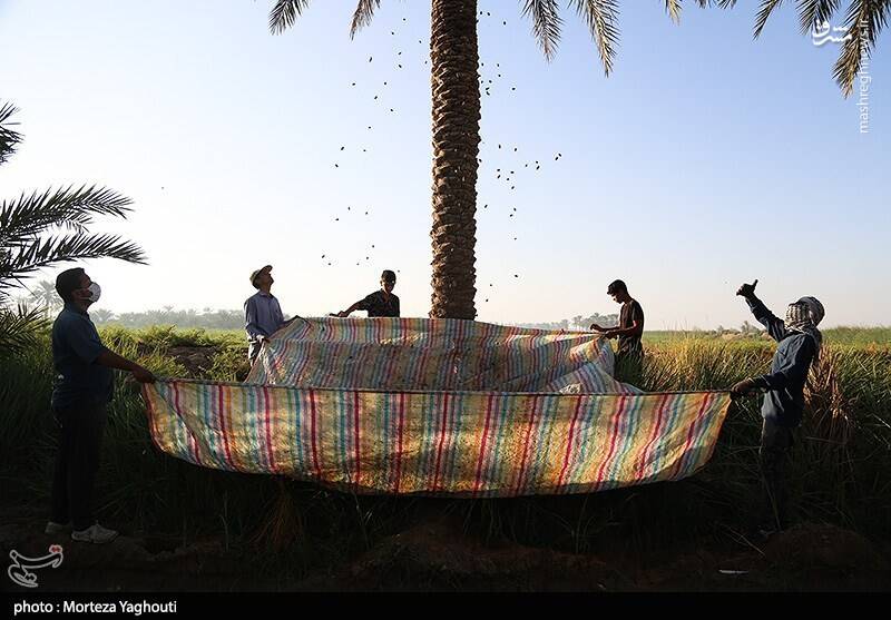 عکس / برداشت خرما از نخلستان های غزاویه 33