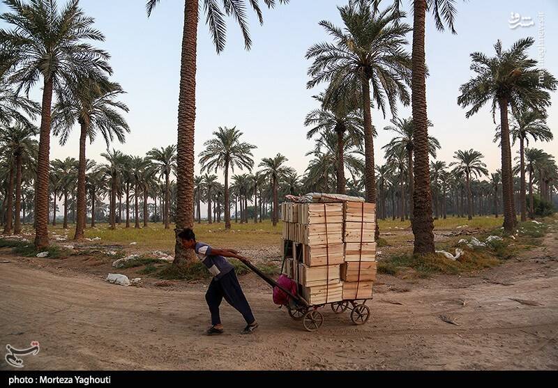 عکس / برداشت خرما از نخلستان های غزاویه 32