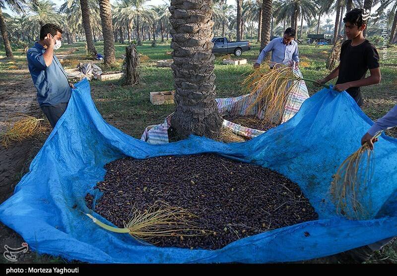 عکس / برداشت خرما از نخلستان های غزاویه 27