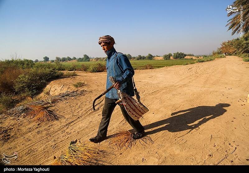 عکس / برداشت خرما از نخلستان های غزاویه 40