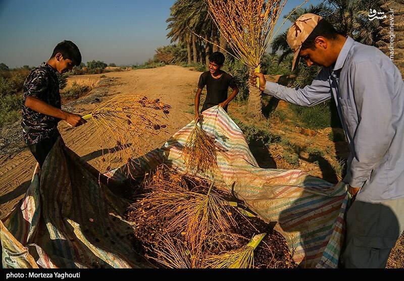 عکس / برداشت خرما از نخلستان های غزاویه 25