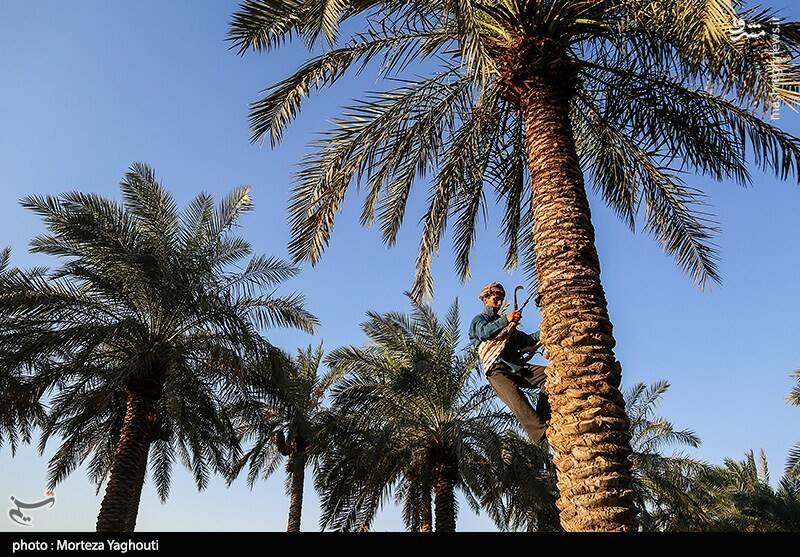 عکس / برداشت خرما از نخلستان های غزاویه 22