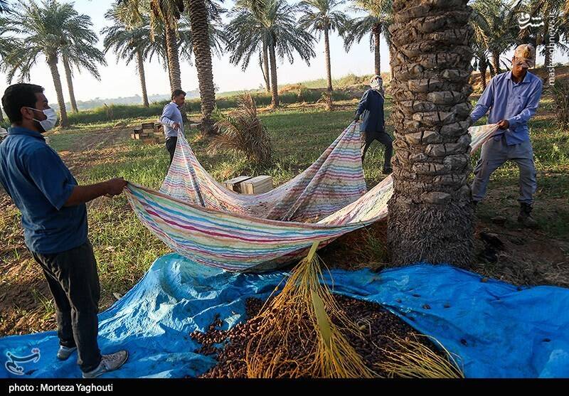 عکس / برداشت خرما از نخلستان های غزاویه 19