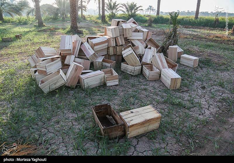 عکس / برداشت خرما از نخلستان های غزاویه 16