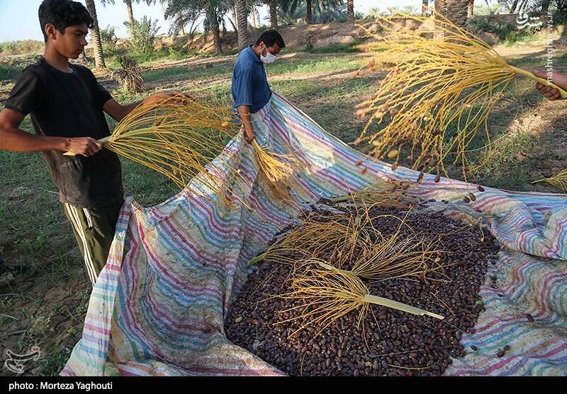 عکس / برداشت خرما از نخلستان های غزاویه 13