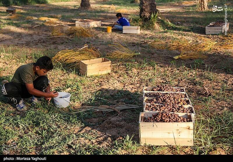 عکس / برداشت خرما از نخلستان های غزاویه 12