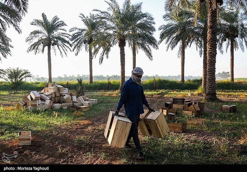عکس / برداشت خرما از نخلستان های غزاویه 9