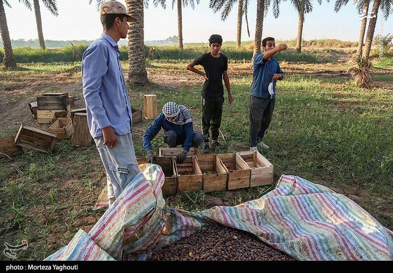 عکس / برداشت خرما از نخلستان های غزاویه 8