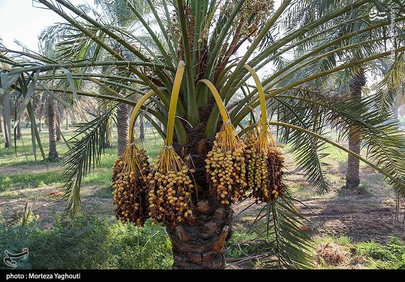 عکس / برداشت خرما از نخلستان های غزاویه 3