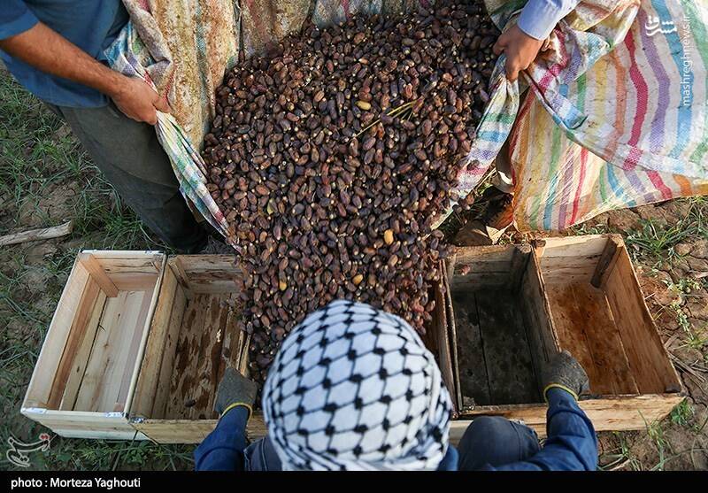 عکس / برداشت خرما از نخلستان های غزاویه 38