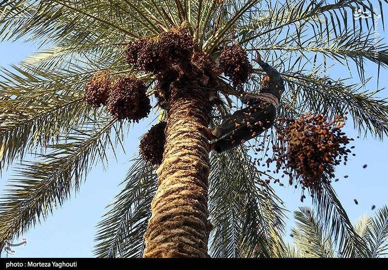 عکس / برداشت خرما از نخلستان های غزاویه 5