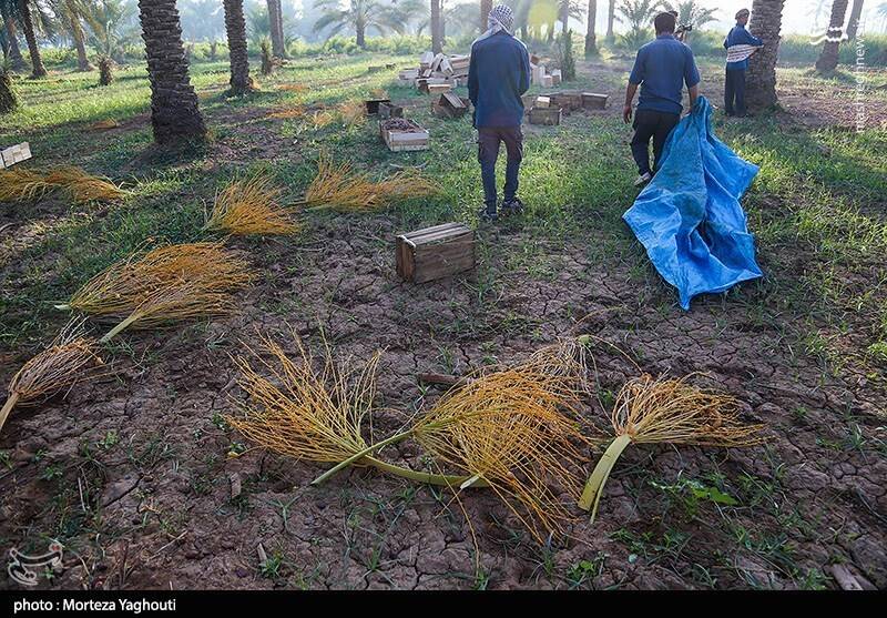 عکس / برداشت خرما از نخلستان های غزاویه 4